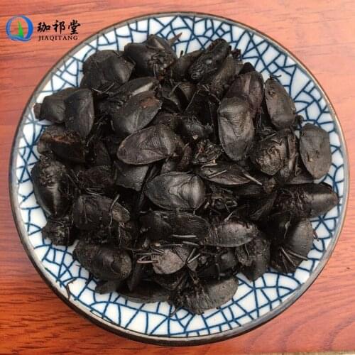 Stink Bug Aspongopus Chinesis Dallas Jiu Xiang Chong