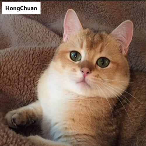 Cute Chrysanthemum Cat Full Square/Round 5D DIY Diamond Painting Crafts Mosaic Embroidery Home Decoration ChristmasGift New Year