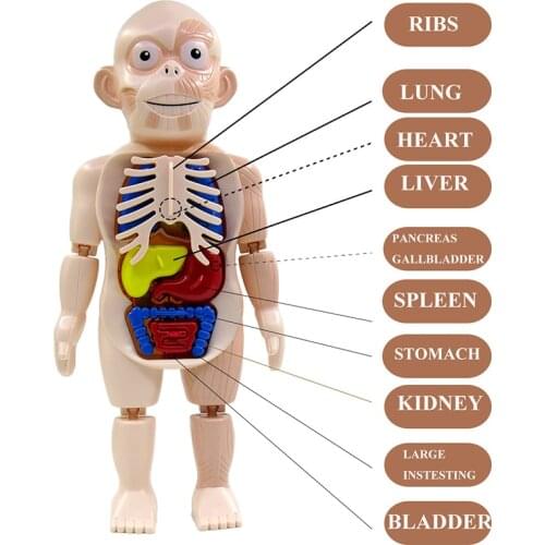 3D Montessori Toy Human Body Puzzle Educational Learning DIY Assembled Toys Kits Body Organ Teaching Tools for Kids