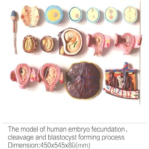 16 set Human fertilization and early embryo development Demonstration model Gynecology teaching exhibition specimen