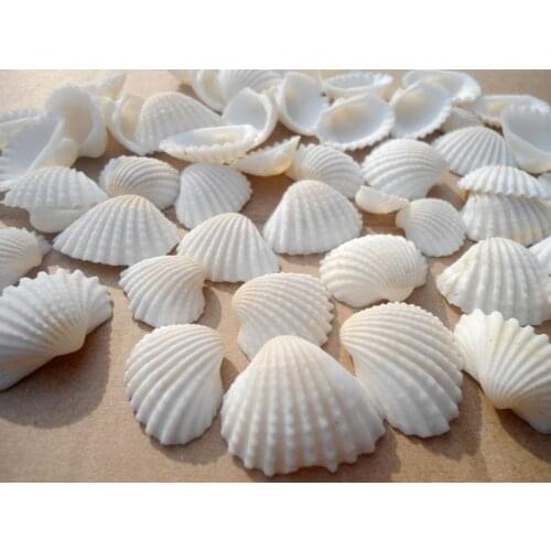 HappyKiss 20pcs Natural forest frog bei household table fish tank White conch DIY manual material stick a wall decoration