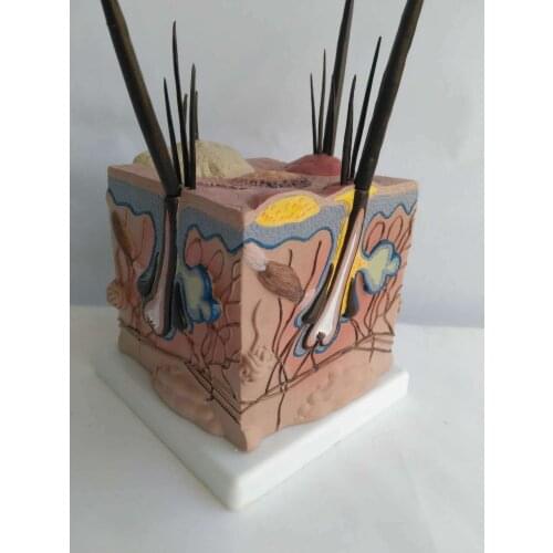 Sick dog skin model of dog skin model of teaching AIDS medical model