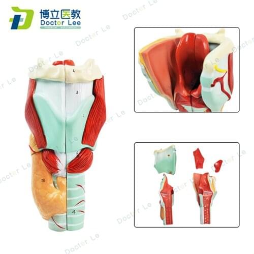 5-Part Larynx Anatomical Model of Respiratory System for Teaching Demonstration Model of Respiratory Department
