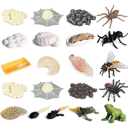 Simulation Animals Growth Cycle Models Insect Butterfly Ladybug Chicken Frog Bee Action Figurine Models Science Educational Toys