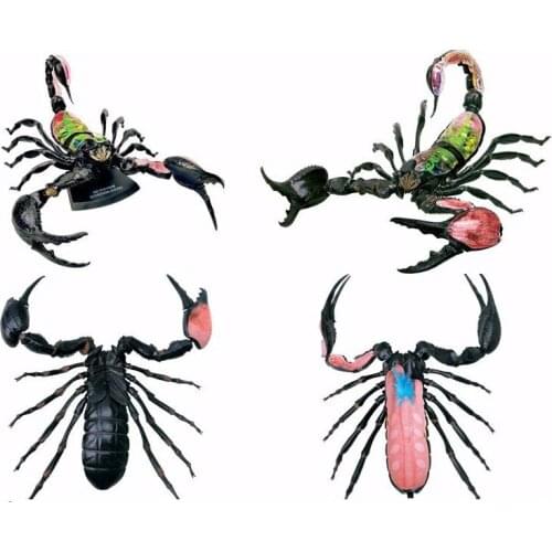 Assembly 29 Parts Scorpion Model Anatomy Animal Model Dissection Skull Brain Anatomical Anatomy Skeleton Model Kids Science Toys