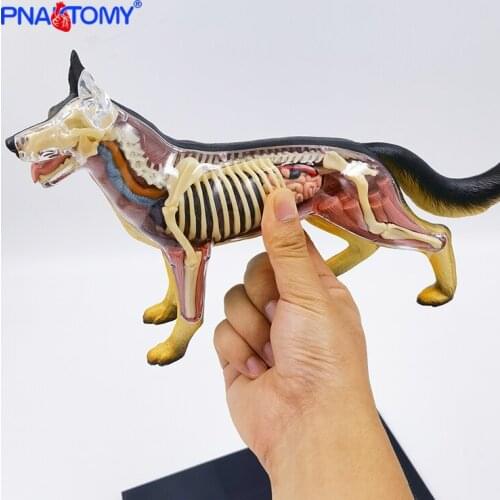4D MASTER Dog Assembled Toy Canine Building Anatomical Model Animal Skeleton Muscles Educational Equipment Teaching Resources