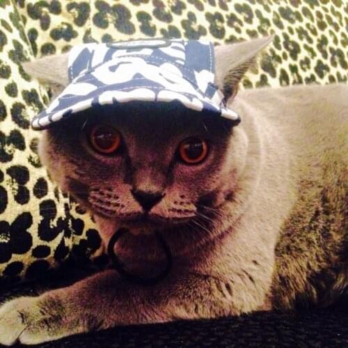 FUN OF PETS Products For Cats