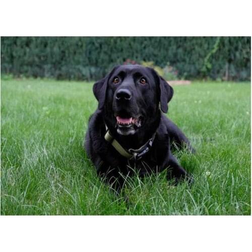 5d Diy Diamond Embroidery full square Diamond Painting black Labrador Puppies Dog Cross Stitch Kits Picture Of RhinestoneZP-1280