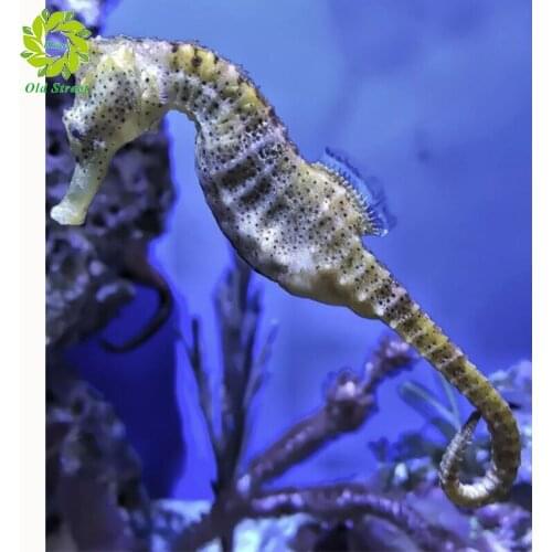 Old Street Home Sea Horse 5D Diamond Embroidery Painting Cross Stitch Full drill Diamond Painting DIY Craft Home Decor Gifts