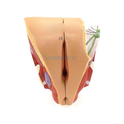 4 Part Female Human Genital System Model Anatomical Medical Anatomy Sex Education