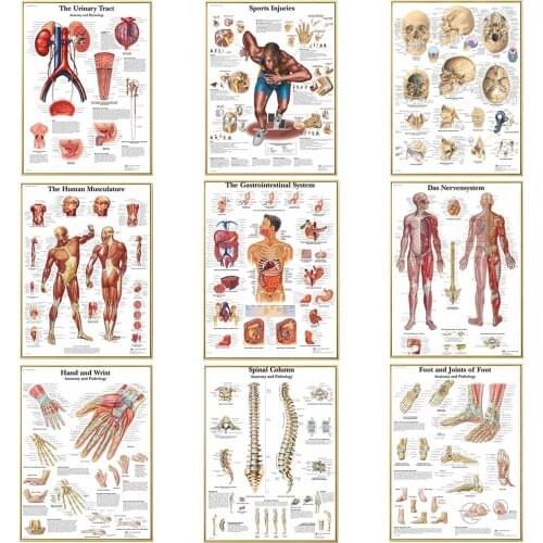 Human Anatomy Muscles System Canvas Art Paintings Poster and Print Body Map Wall Art Picture for Science Medicine Room Decor