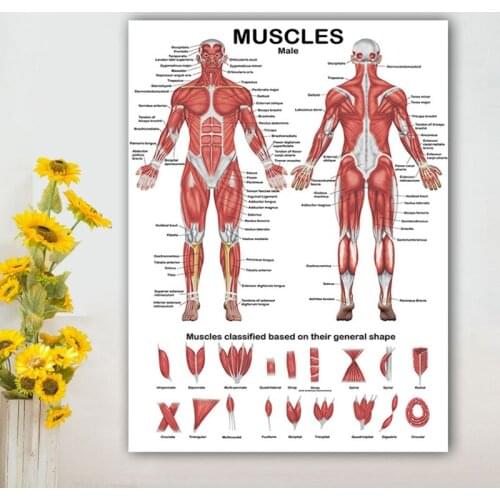 Muscular System Anatomical Poster Muscle Anatomy Chart In front/Back Sided 19.69x27.56 inches for Hospital Gymnasium HCCY