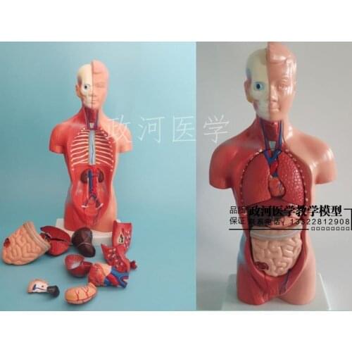 28CM human Torso Internal Organs Model Medical Aids Skeleton Childrens Educational Toys