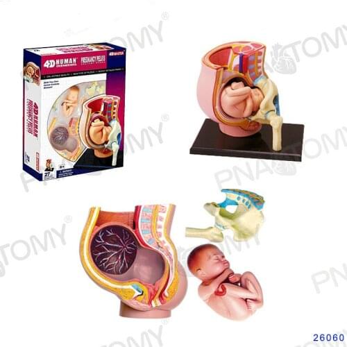 4D MASTER Detachable 27 parts small pregnancy pelvic model For display in Gynecology Hospital of embryo development