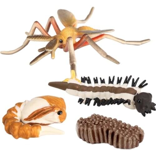 Simulation Life Cycle of Mosquito 4 Part Insects Growth Model Education Toys