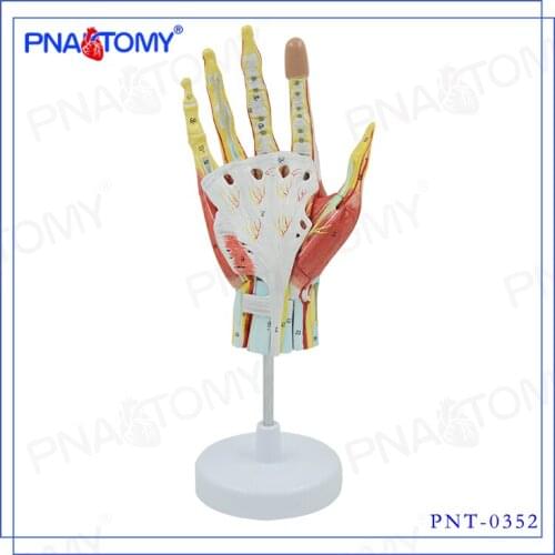 Hand muscle Vascular nerve model Palm anatomy natural size 7 parts 35*12*11cm 850g free shipping