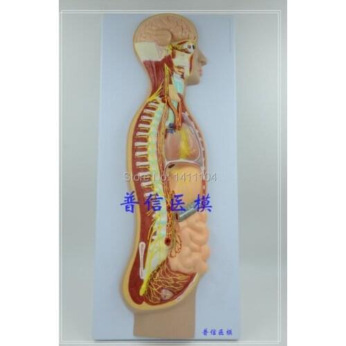 Free ship&The autonomic nervous system model, the whole body sympathetic nerve organ eye intestine, anatomy and medicine teach
