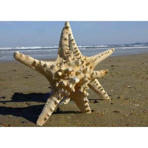 Large 20-25 cm natural Starfish wall stickers, Mediterranean natural conch shell