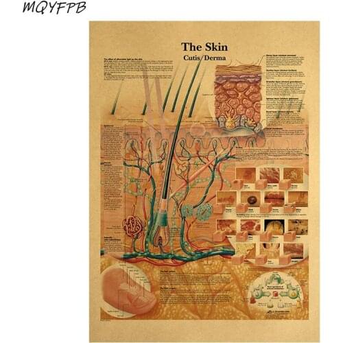 Human Body Illustration-Skin Kraft Poster Home Decor Painting Wall Sticker Room Picture Kraft paper poster
