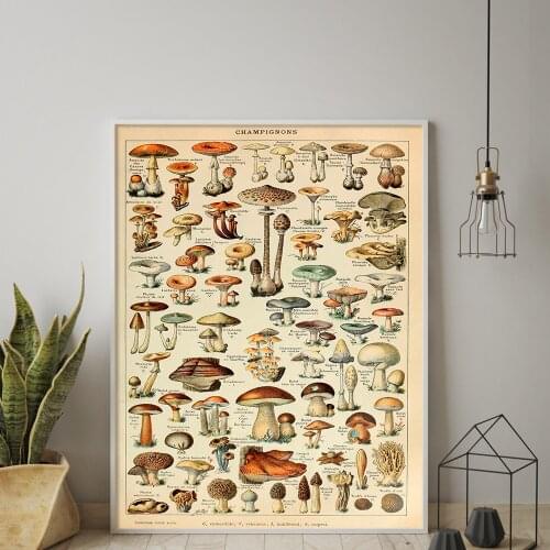 Botanical Educational Mushrooms Print Vintage Fungi Poster Art Illustration Painting Art Aisle Living Room Unique Decoration