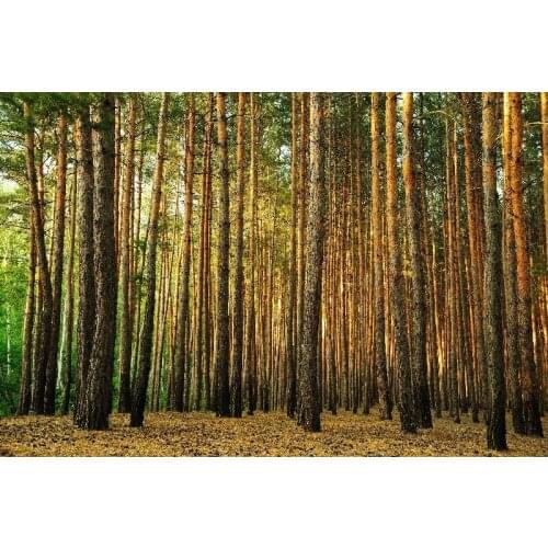 Wholesale cotton canvas prints modern picture of a Forest full of Straight trunk ,fine supply art for home decor free shipping