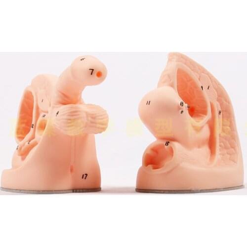 Anatomical models of internal and external genitalia Human catheterization and intubation model teaching aids