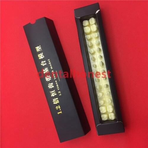 Tooth teeth Permanent Teeth Model With Base 1 times natural size dental dentist anatomical anatomy shape model