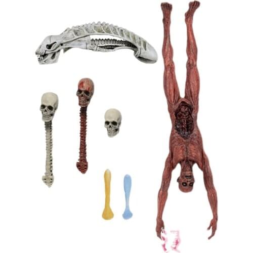 NECA Predator VS Alien Accessories Package skull dead body toy model Decoration