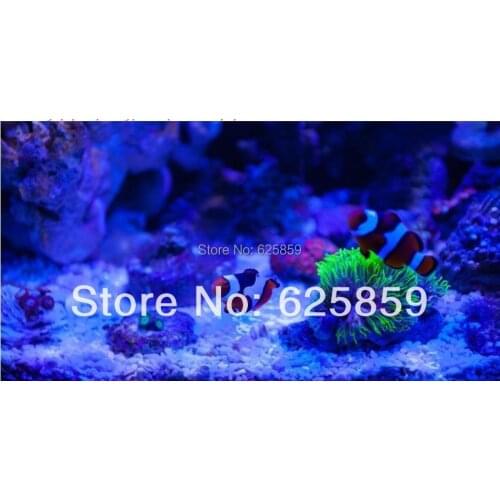 32mil 10pcs 10W LED Royal blue 440-445nm High Power 180-200LM 1050MA 9-11V LED light For DIY