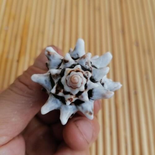 Natural conch shell fist spiral gear spiral aquarium fish tank landscaping creative window home gift decoration ornaments