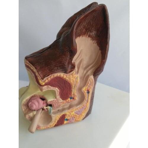 Dog ear health and sick anatomical model animal canine model pet veterinary teaching aid