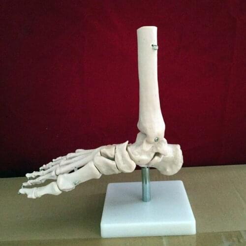 Free shipping human Foot joint sole skeleton model