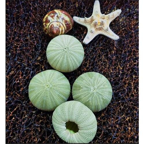 Set Suit Characteristic tourist area handicraft pure natural shell conch home decoration air pineapple green sea urchin Home