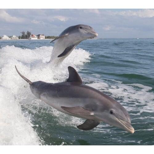 5D Diy Diamond Embroidery Diamond Painting Cross Stitch square diamond animal Canvas mosaic Painting Needlework Dolphin HL773