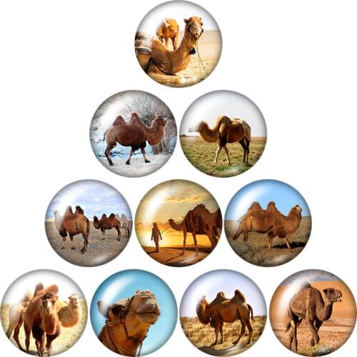 Animals snailsCow camelrhinoceros 10pcs mixed 12mm/16mm/18mm/25mm Round photo glasscabochondemo flat back Making findings