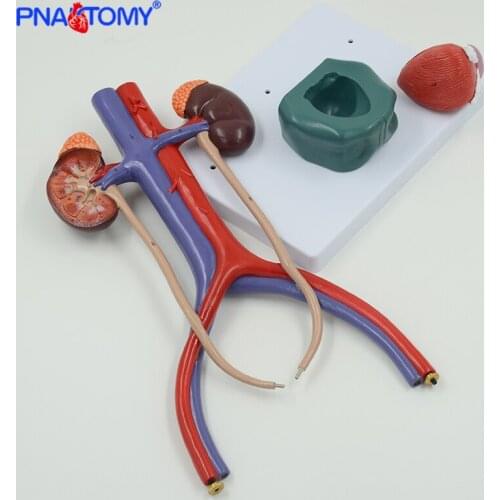 Life Size Urinary System Model Human Kidney Bladder Artery and Vein Anatomical Model Colored Detachable Medical Anatomy Toy