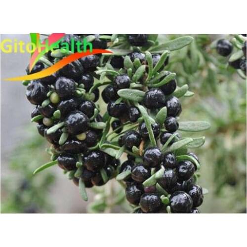 The anthocyanin content of wild Lycium barbarum L. is 98% of the high quality product. It can tonify kidney and essence, delay a