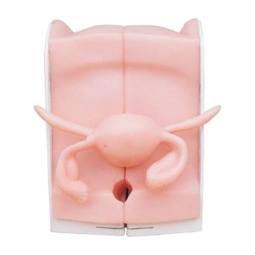 Advanced Anatomical Female Vagina Model