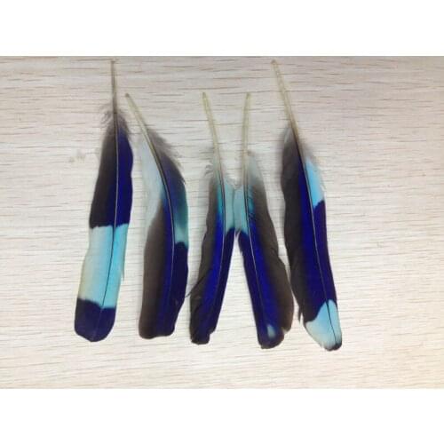 Wholesale 10pcs scare natural Parrot feathers 7-10cm/3-4inch diy hot Scarce Decorative collect