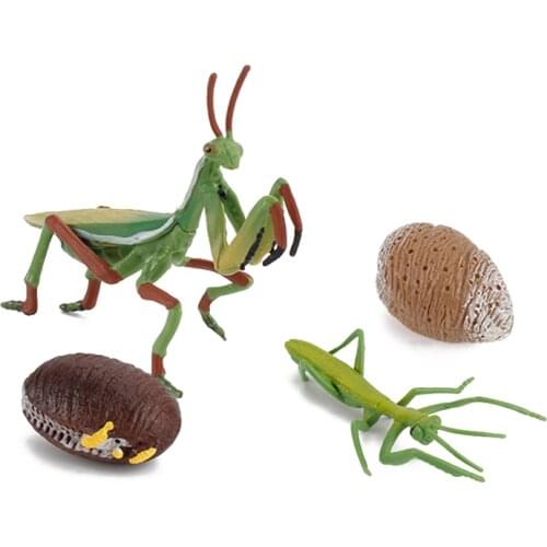Simulation Animal Model Childrens Science And Early Education Cognitive Funny Toys Praying Mantis Growth Cycle Insect Life Cyc