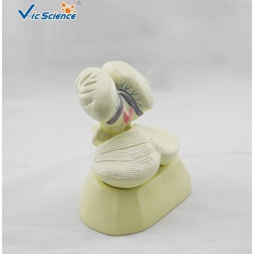 Medical Education Advance Plastic Anatomy Model Choroid tissue and choroid plexus of the fourth ventricle