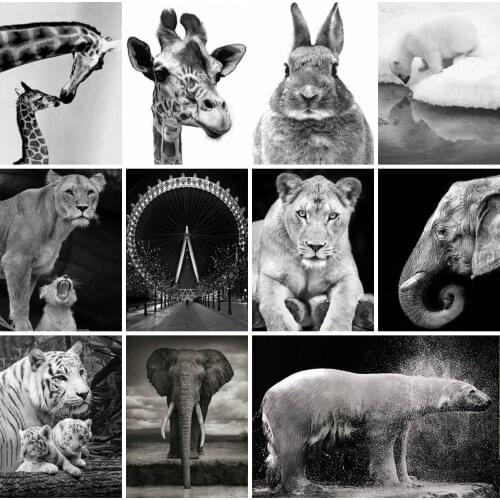 Diamond Painting Square/Round 5D Black White Elephant Diamond Embroidery Cross Stitch Animals Rhinestones Art Hobby Wall Decor