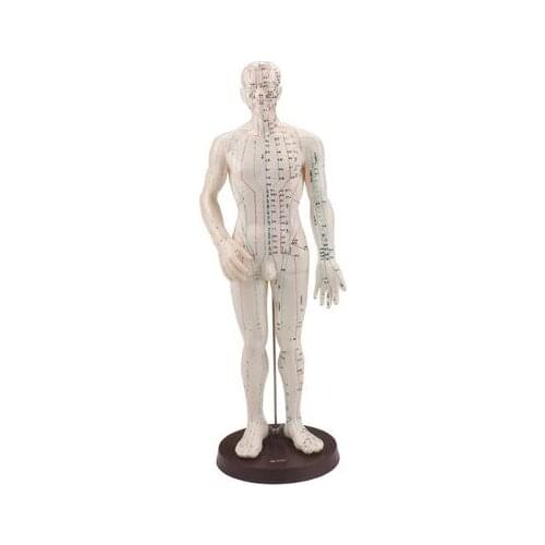 Human English-Chinese body acupuncture point model meridian model of acupuncture points 26cm/ 48cm/50cm for male and female