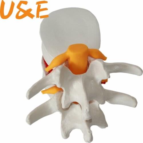 Human anatomy skeleton Spine Lumbar Disc Herniation brain skull traumatic pistol school supplies medical instrume