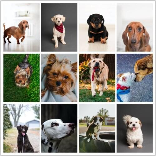 5d Diy Diamond Painting Dog Square/Round Diamond Embroidered Animal Mosaic For Sale Rhinestone Art Painting Home Decoration