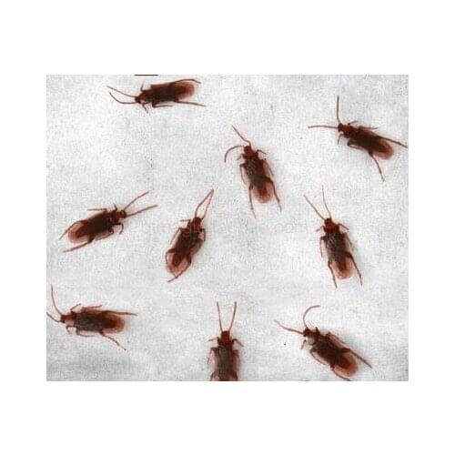 Free Shipping 10pcs Fake Toy Cockroach Magic Tricks Funny Toys Close Up Magic,Stage Magic Fun Easy To Do