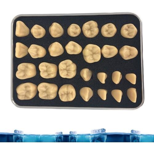 Synthetic Acrylic Resin False Teeth for Halloween Horror Teeth,Denture Teeth Sets,Shade Upper And Lower Acrylic Teeth Sets