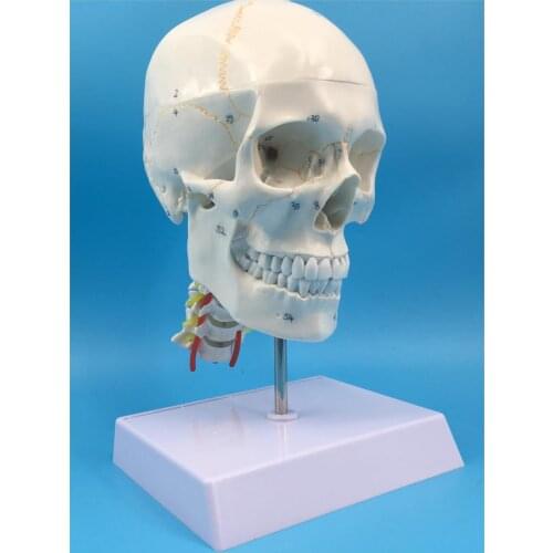 1: 1 skull model with bone suture and cervical spine removable with digital number mark skeleton model