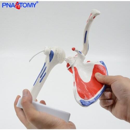 Flexible human shoulder joint model with muscles adult size medical teaching tool educational gift PNATOMY skeleton anatomy