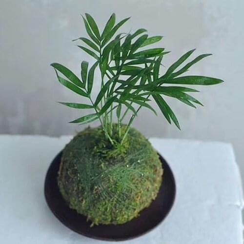 Moss Ball Pot Bird Nest Flower Green Plant Home Office Desk Table Garden DIY Decoration 6cm 9cm 12cm 15cm